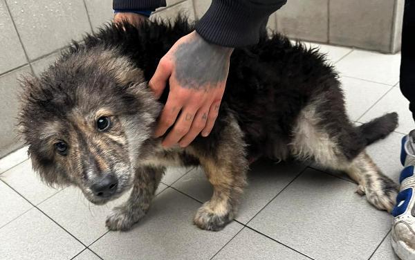 PAUL NEWMAN CUCCIOLO Foto 4